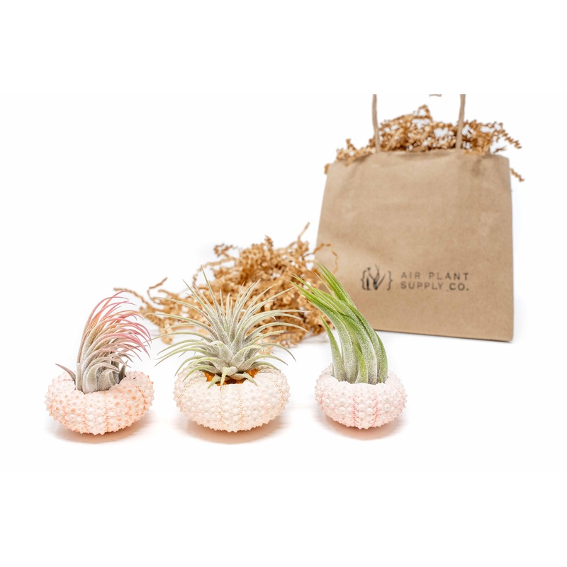 Gift Wrapped Pink Urchins with Tillandsia Air Plants