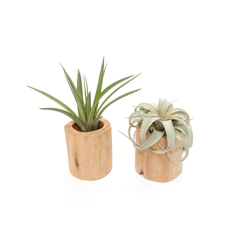 Gift Wrapped Set of 2 Large Driftwood Containers with Assorted Tillandsia Air Plants