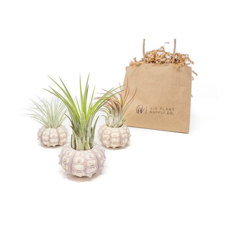 Gift Wrapped Sputnik Urchins with Tillandsia Air Plants