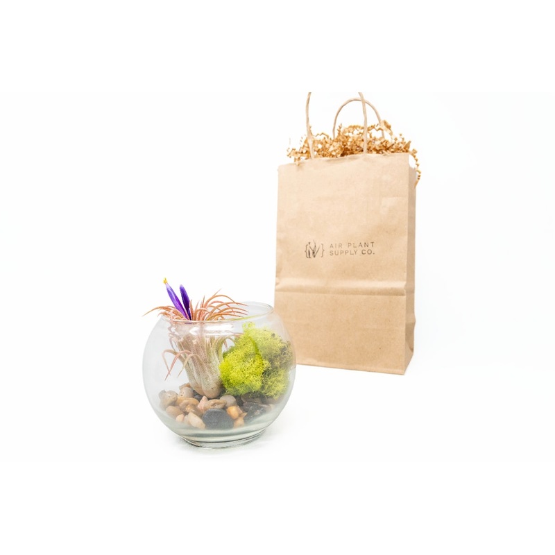 Gift Wrapped Terrarium Kits with Tillandsia Air Plants