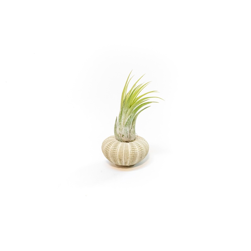 Green Urchin with Tillandsia Air Plant