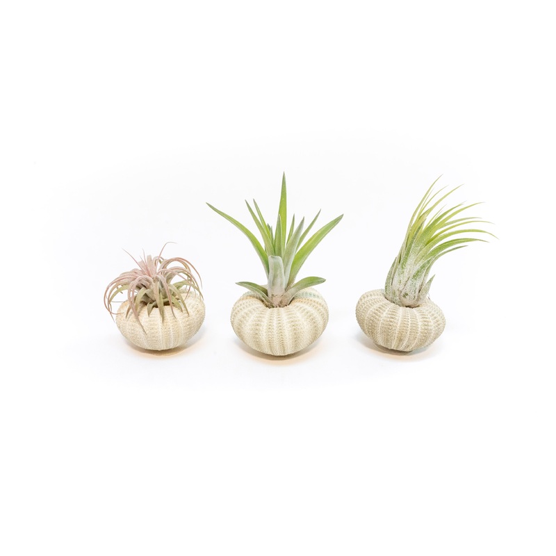Green Urchins with Tillandsia Air Plants – Set of 1, 3 or 5