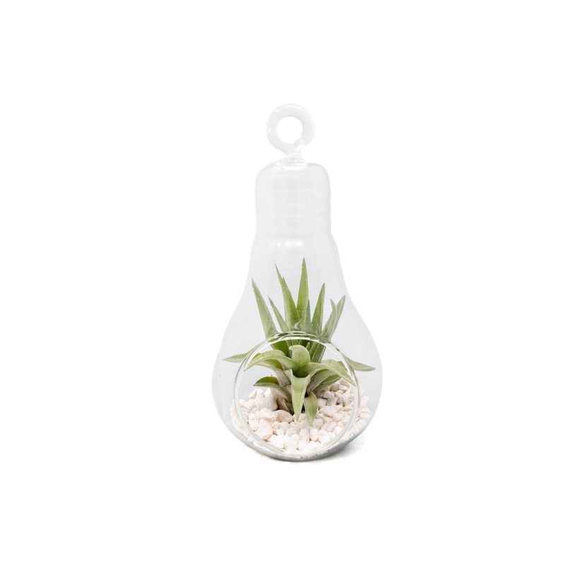 Hanging Light Bulb Terrarium with Crushed White Stones and Tillandsia Air Plant