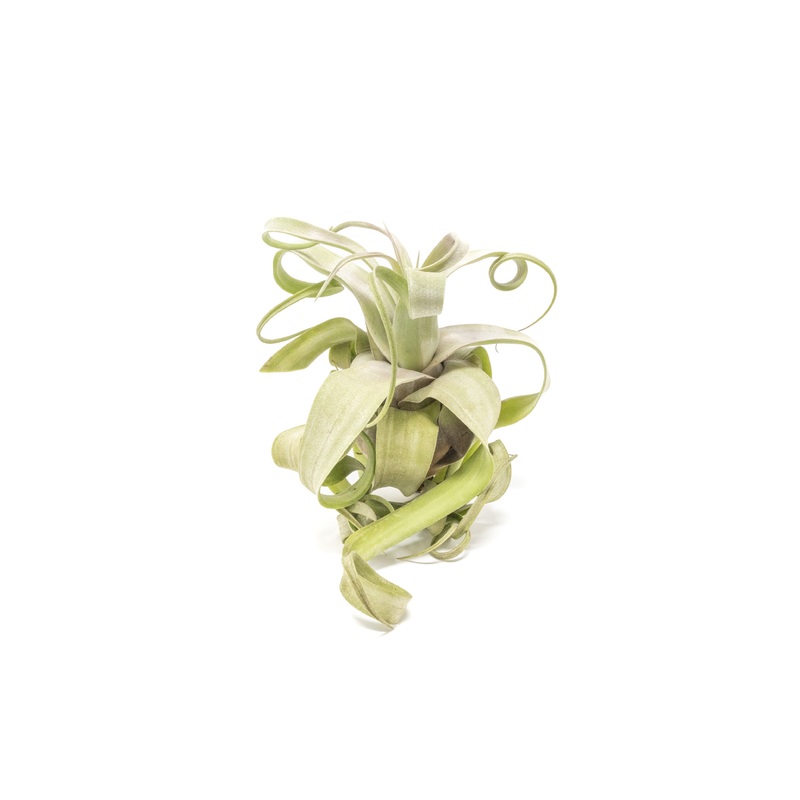 Jumbo Tillandsia Streptophylla Air Plants – Limited Quantities
