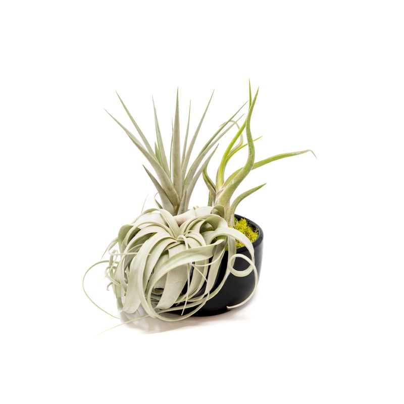 Large Fully Assembled Air Plant Bowl Garden