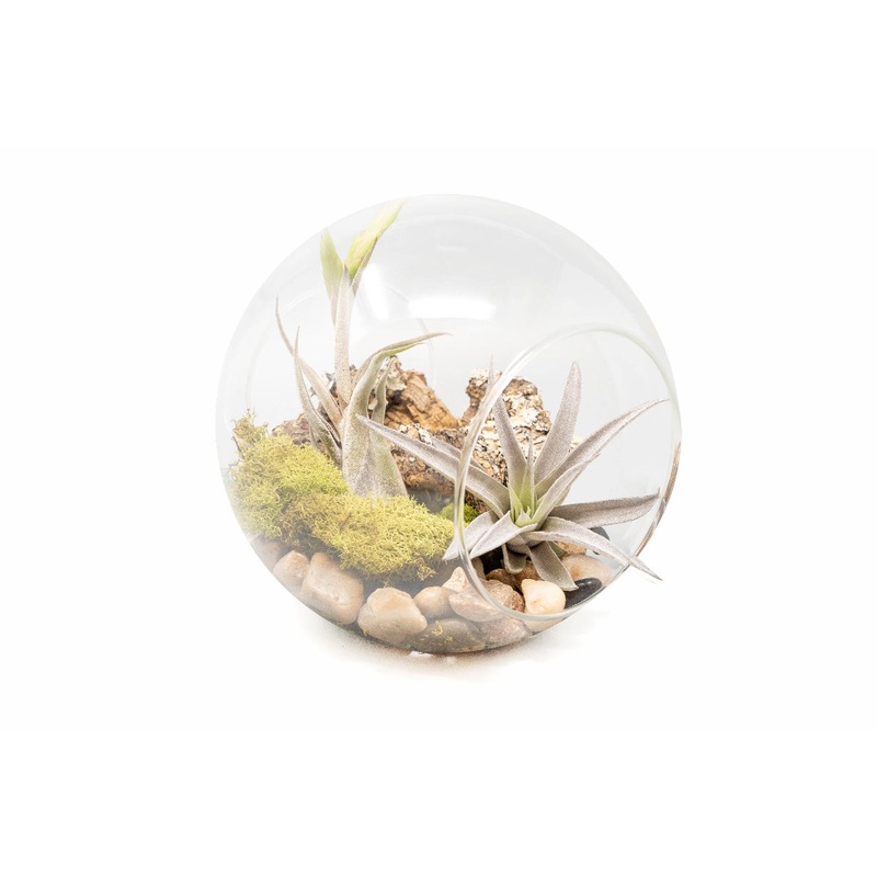 Large Hand-Blown Glass Terrarium with Tillandsia Caput Medusae & Harrisii