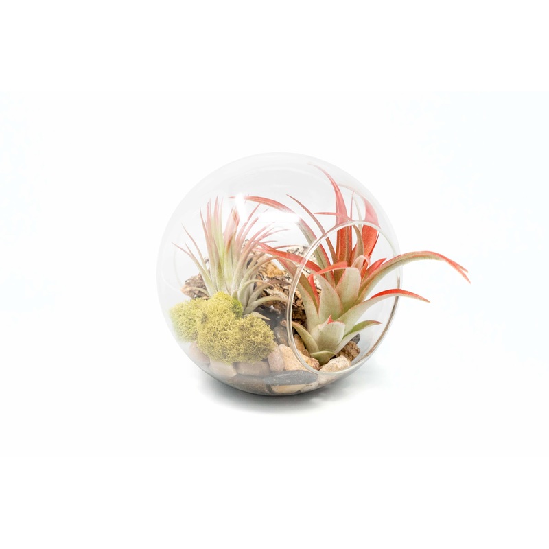 Large Hand-Blown Glass Terrarium with Tillandsia Red Abdita & Ionantha Guatemala