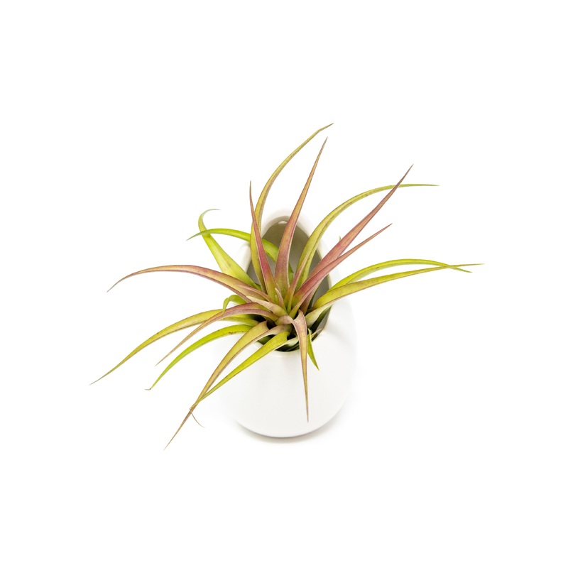 Large Ivory Ceramic Vase with Tillandsia Sparkler Air Plant