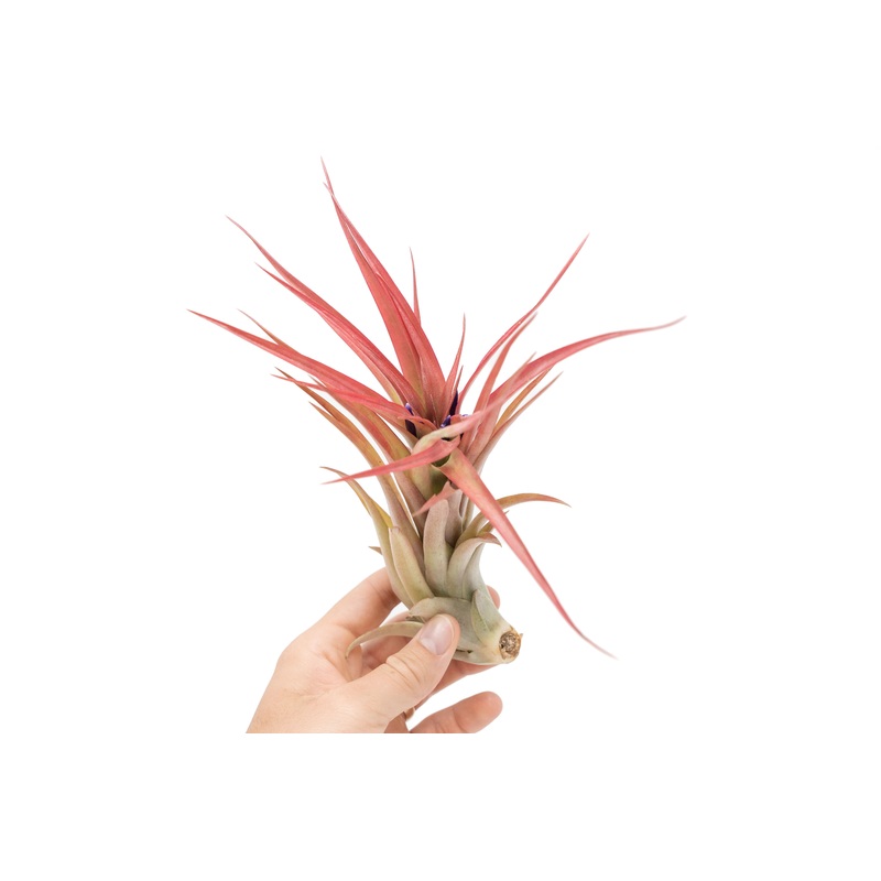 Large Tillandsia Abdita Brachycaulos Air Plants / 5-6 Inch Plants