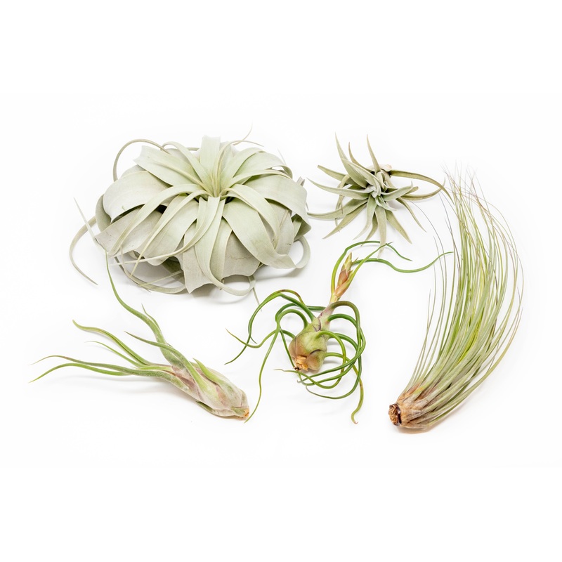 Large Tillandsia Air Plant Variety Pack – 5 Big Plants