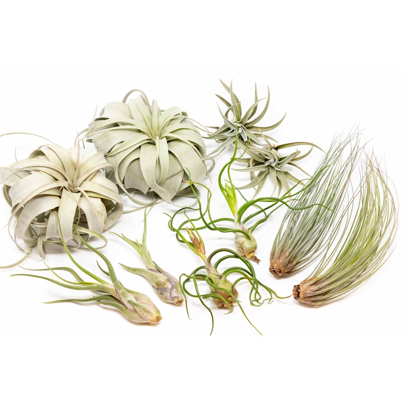 Large Tillandsia Air Plant Variety – Set of 10, 15, or 20 – 40% Off