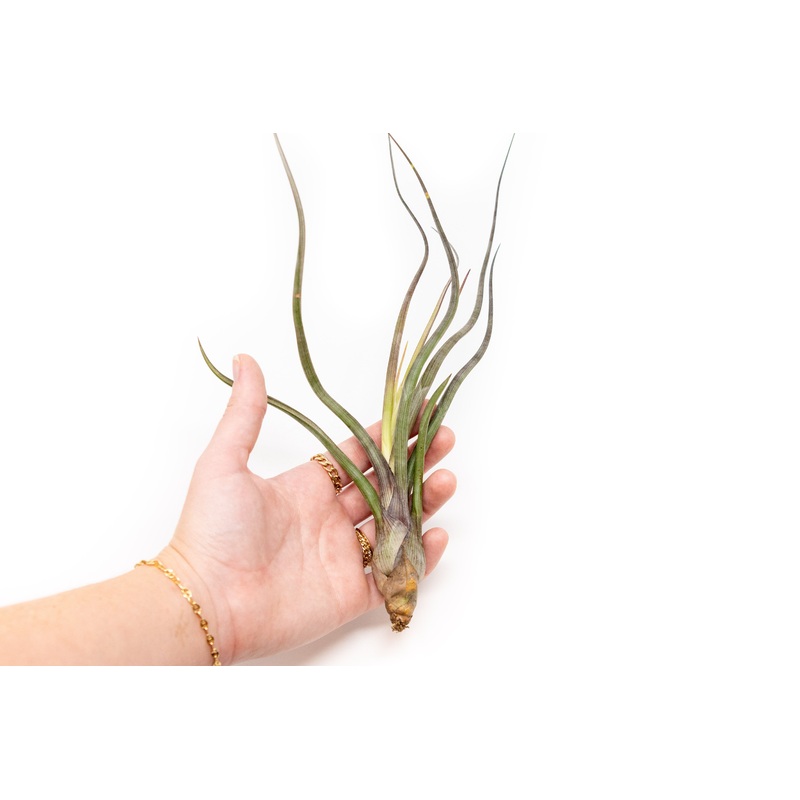 Large Tillandsia Baileyi Air Plants / 6-9 Inch Plants