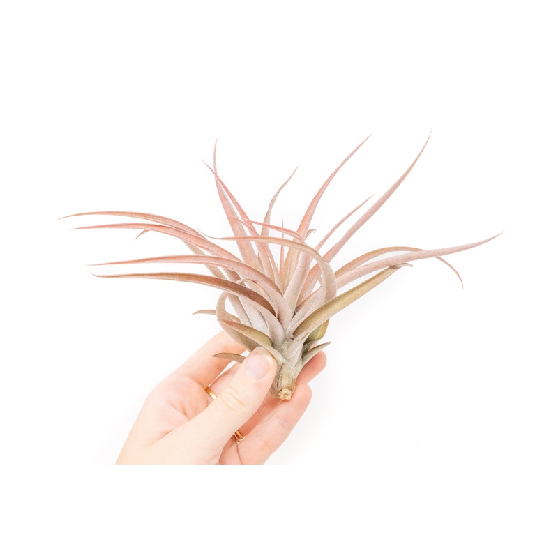Large Tillandsia Capitata Peach Air Plants / 4-6 Inch Plants