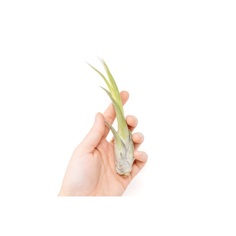 Large Tillandsia Circinata Air Plants / 5-8 Inch Plants