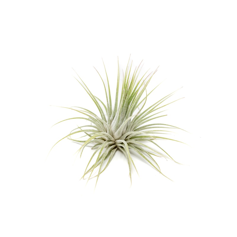 Large Tillandsia Ionantha Guatemala Air Plants