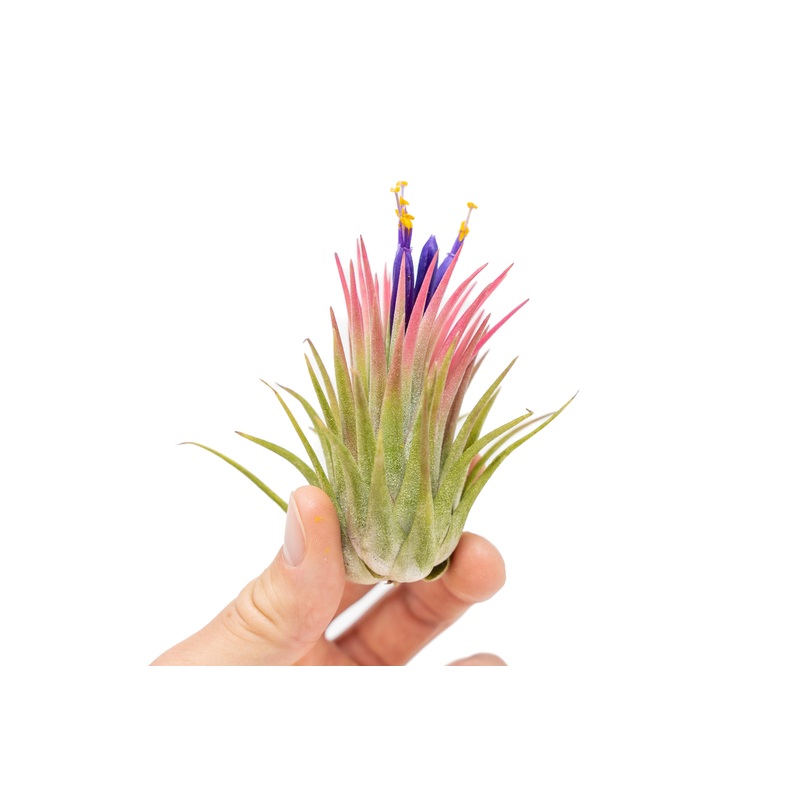 Large Tillandsia Ionantha Rubra Air Plants