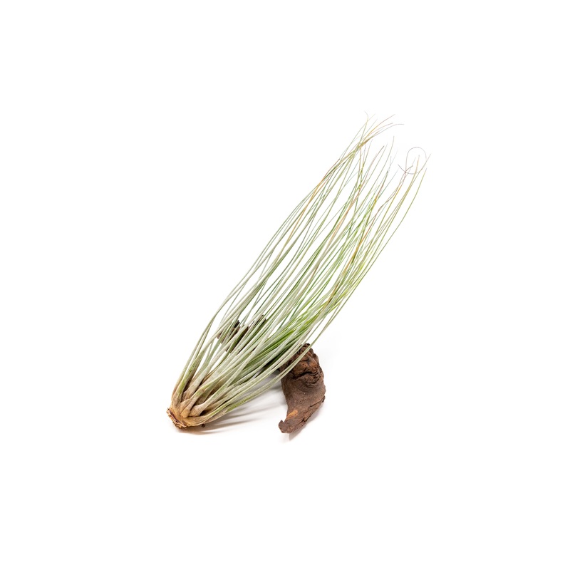 Large Tillandsia Juncea Air Plants /  8-12 Inch Plants