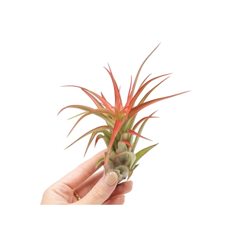 Large Tillandsia Red Abdita Air Plants / 5-6 Inch Plants