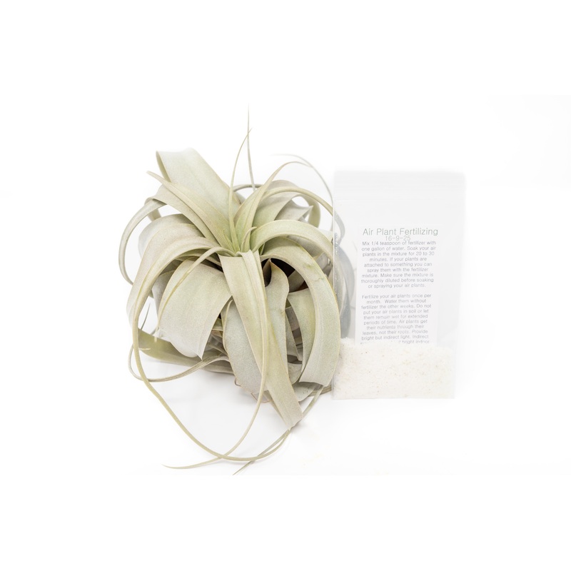 Large Tillandsia  Xerographica + 1 Year Air Plant Fertilizer Pack