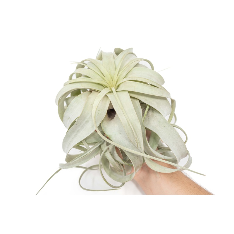 Large Tillandsia Xerographica / 6-8 Inches Wide