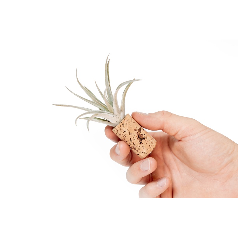 Magnetic Wine Cork with Tillandsia Assorted Air Plant