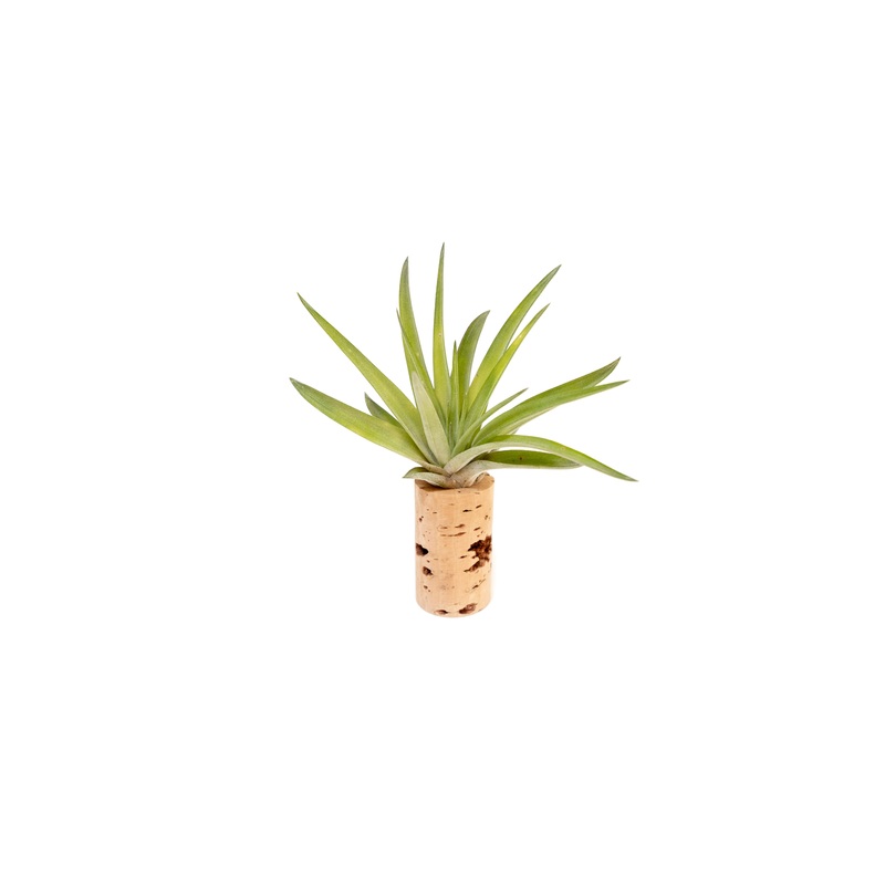 Magnetic Wine Corks with Assorted Tillandsia Air Plants – Set of 1, 3 or 5