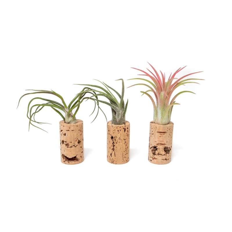 Magnetic Wine Corks with Assorted Tillandsia Air Plants – Set of 3, 6 or 9
