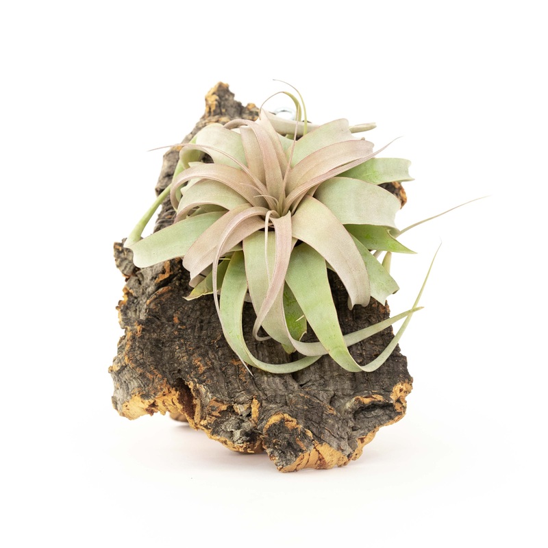 Medium Cork Bark Display with Mini Tillandsia Xerographica –  Approximately 7 X 9 Inches