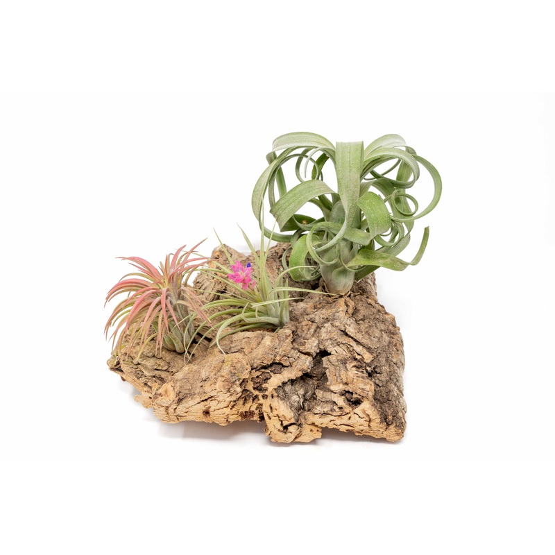 Medium Tabletop Cork Bark Display with 3 Tillandsia Air Plants
