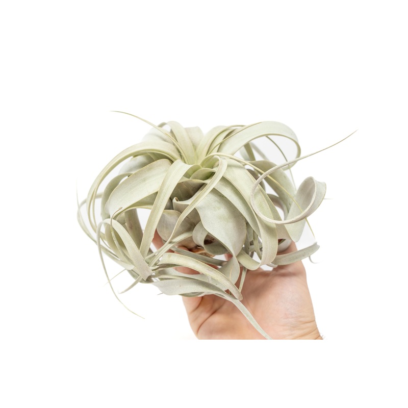 Medium Tillandsia  Xerographica Air Plant / 5-6 Inches Wide