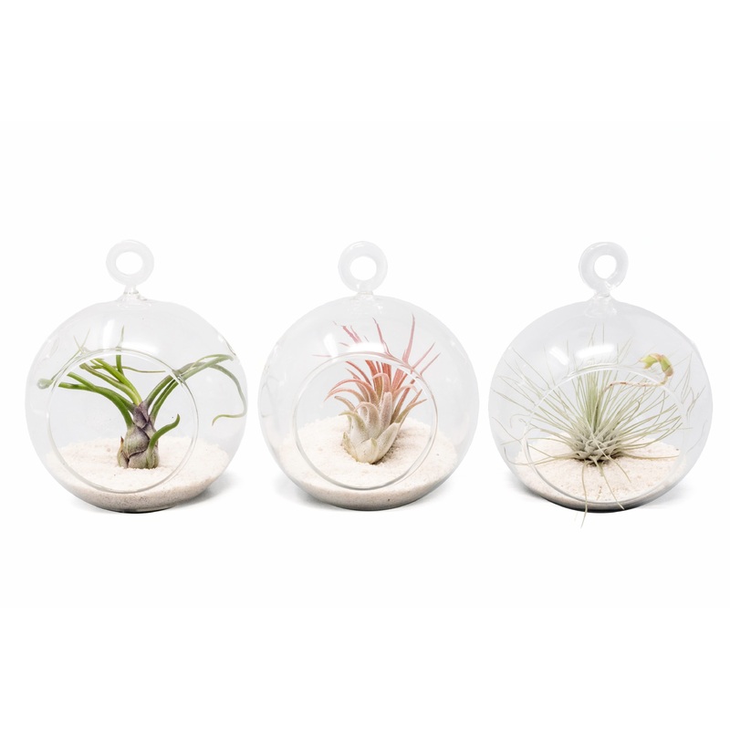 Mini Hanging Flat Bottom Beach Terrariums with White or Black Sand