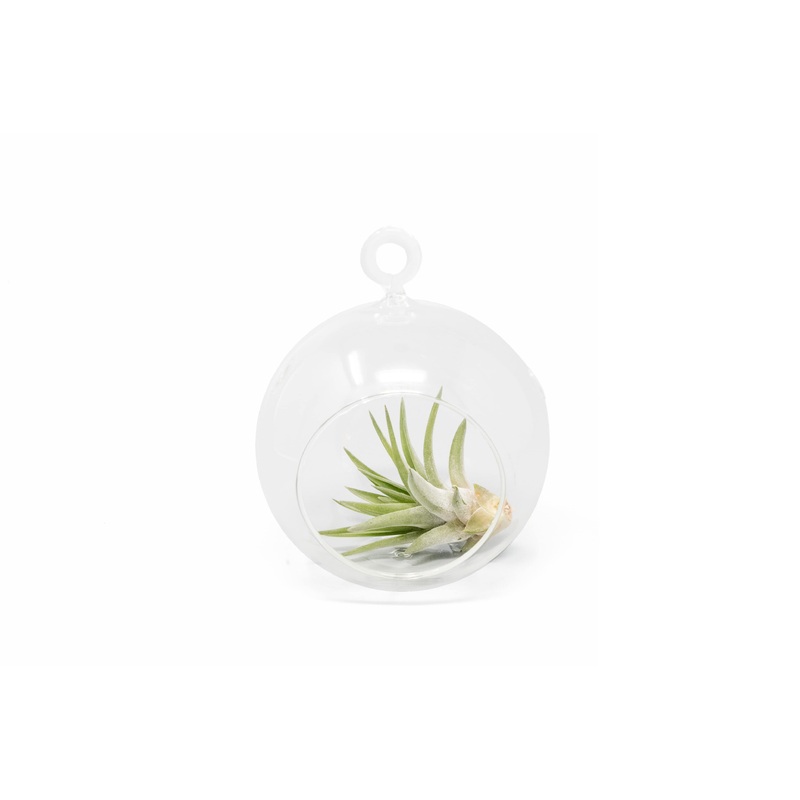 Minimalist Terrarium in a Glass Globe with Flat Bottom – Choose Your Custom Tillandsia Air Plant