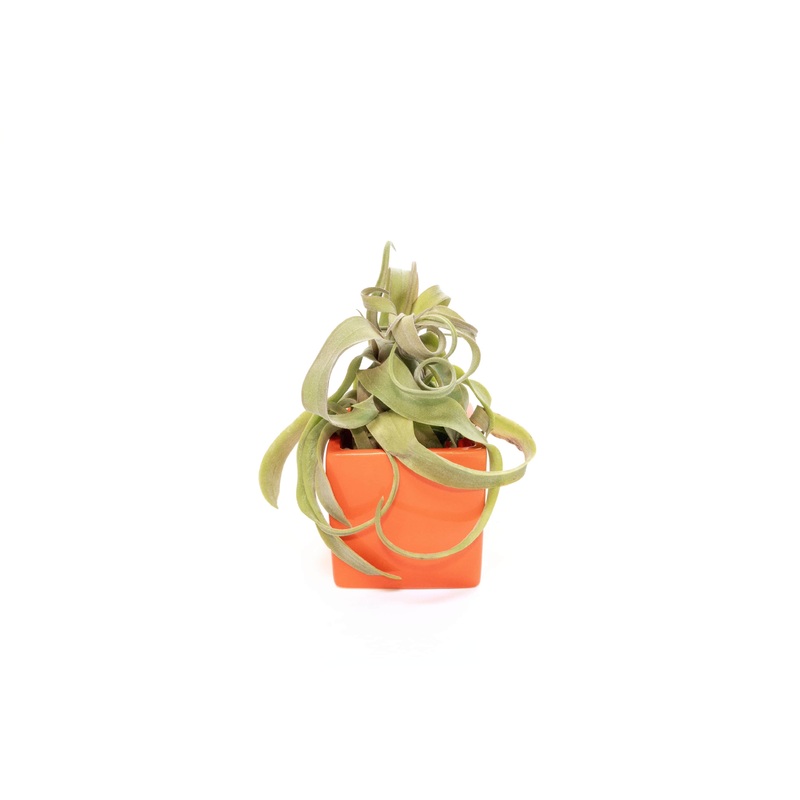 Naranja Orange Ceramic Cube Container with Custom Tillandsia Air Plant