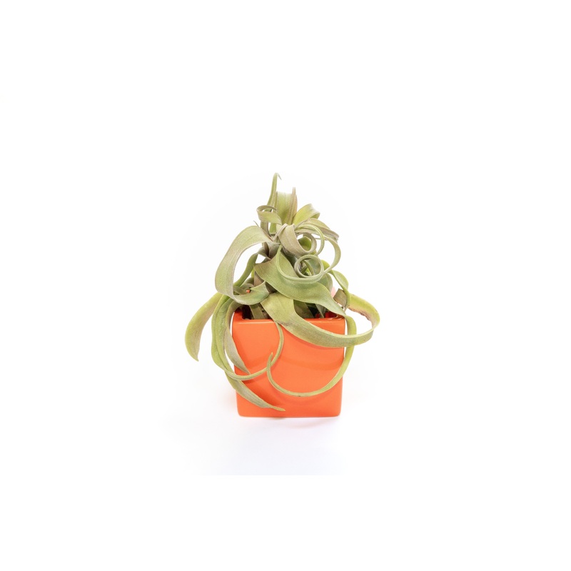 Naranja Orange Ceramic Cube Container with Large Assorted Tillandsia Air Plants