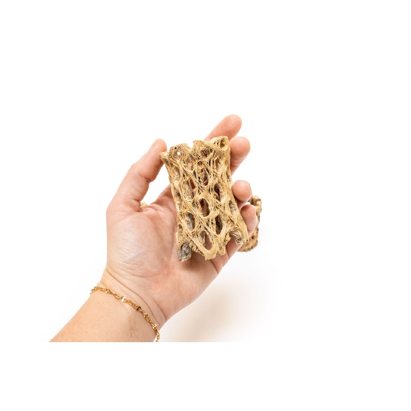 Natural Cholla Wood Container – 3 Inches Tall