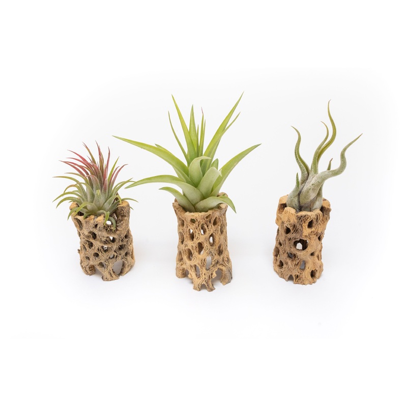 Natural Cholla Wood Container – 3 Inches Tall with Assorted Tillandsia Air Plants
