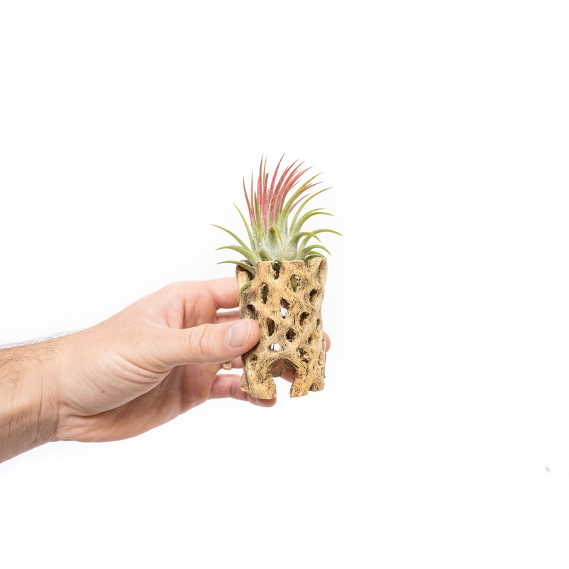 Natural Cholla Wood Container – 3 Inches Tall with Tillandsia Ionantha Air Plant