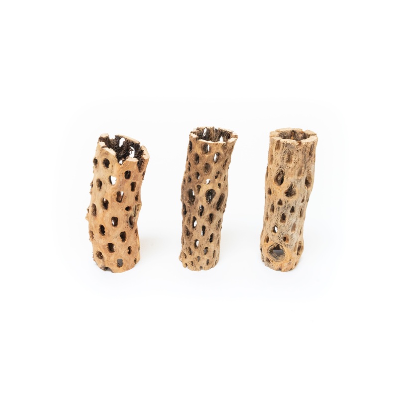 Natural Cholla Wood Container – 6 Inches Tall