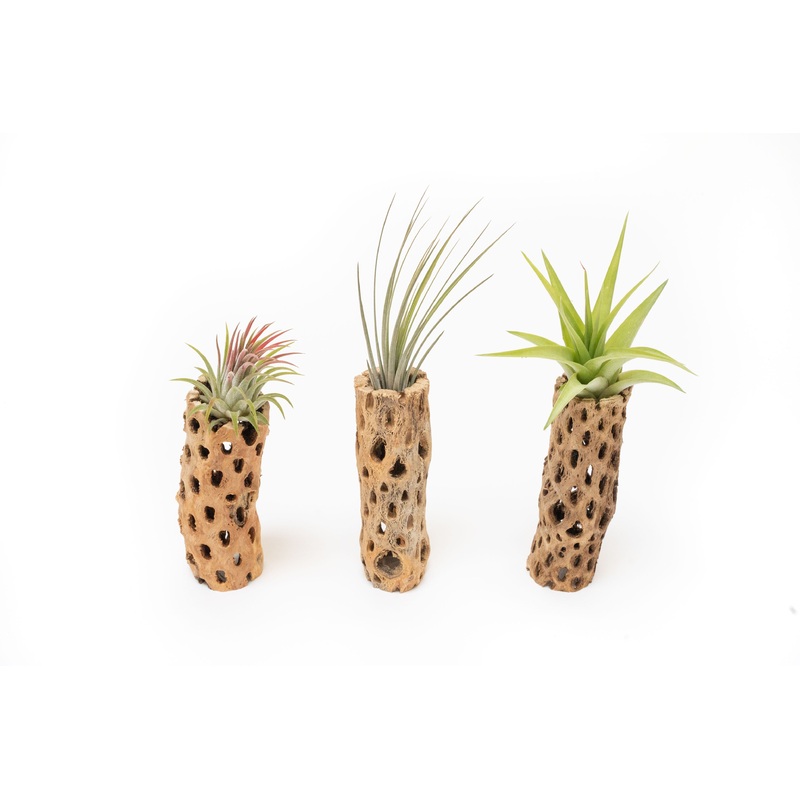 Natural Cholla Wood Container – 6 Inches Tall with Tillandsia Assorted Air Plants
