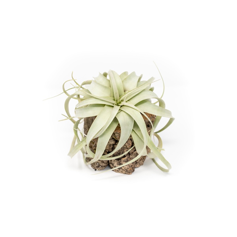 Natural Cork Bark Planters with Mini Tillandsia Xerographica Air Plant