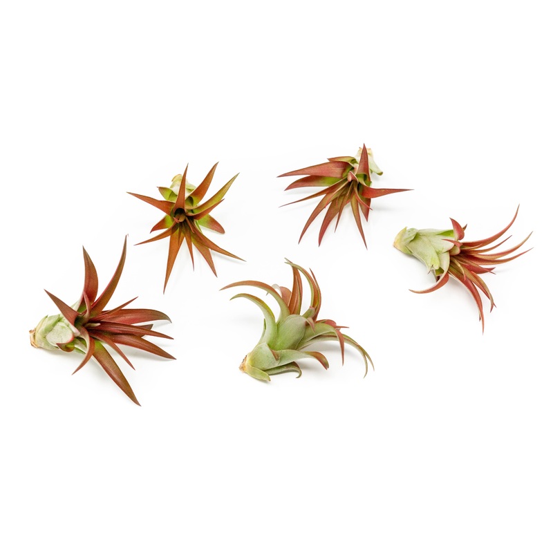 Now in Blush – Tillandsia Red Abdita Air Plants