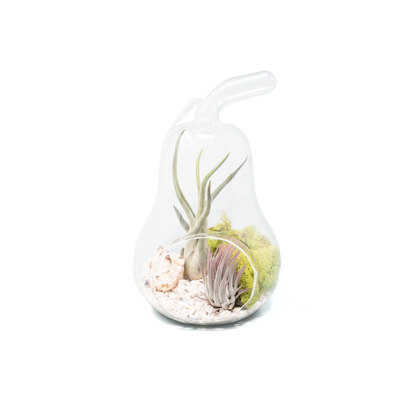 Pear Terrarium with Pebble Kit and Tillandsia Air Plants