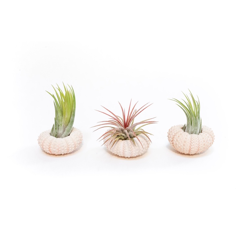 Pink Urchins with Tillandsia Air Plants – Set of 3
