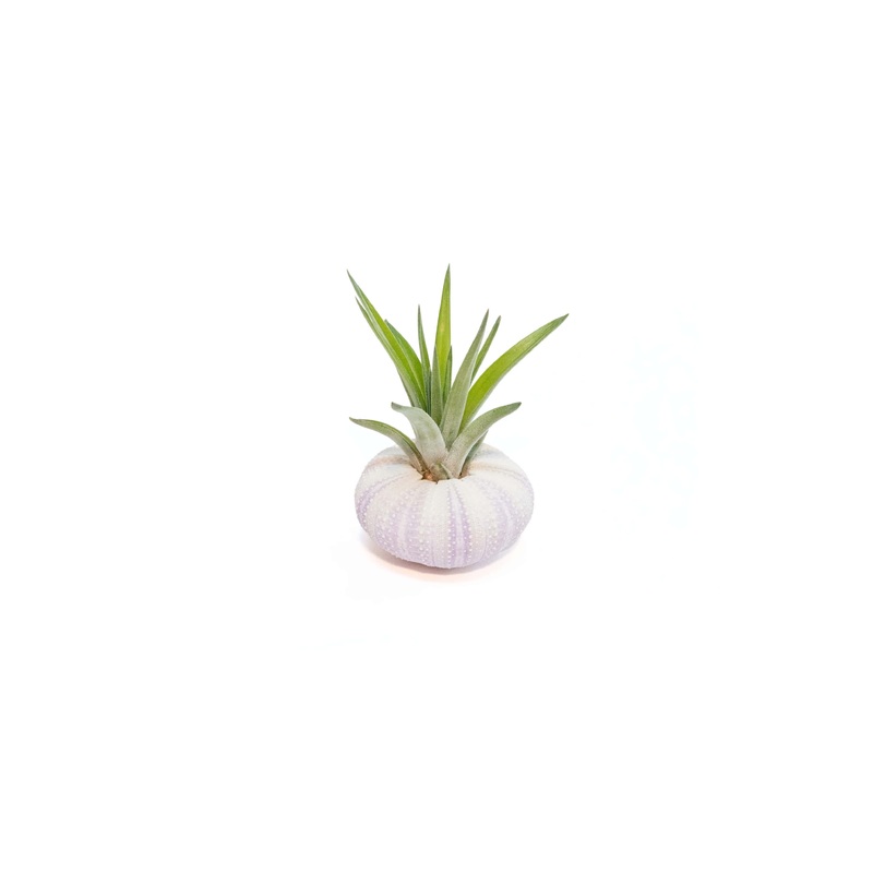 Purple Urchin with Tillandsia Air Plant