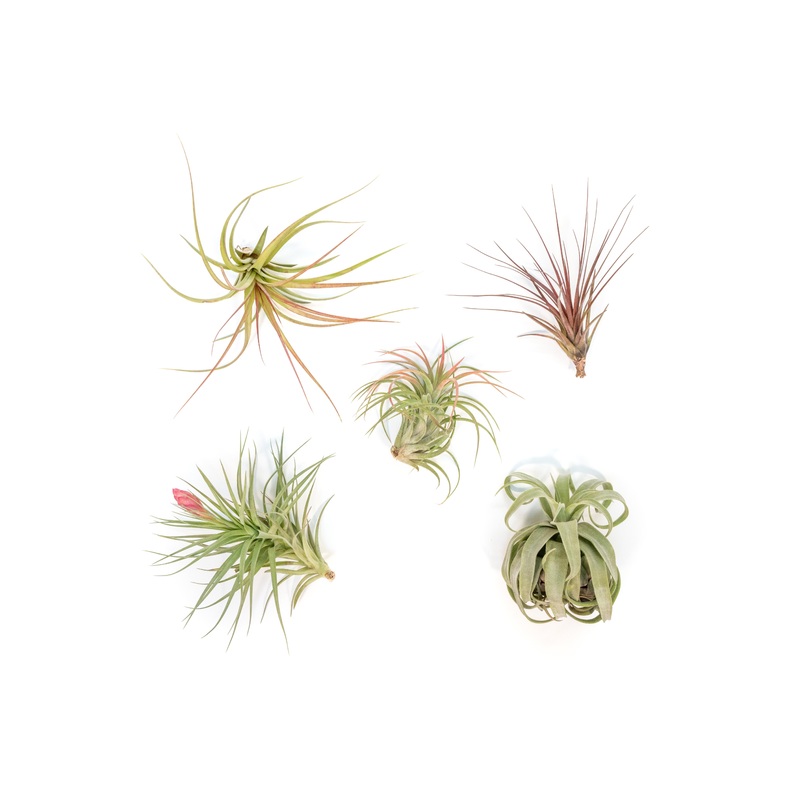 SALE – Collector’s Choice Variety of Tillandsia Air Plants – 40% Off