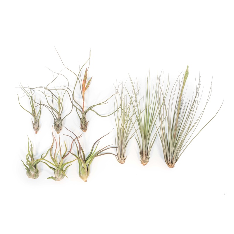 SALE – Long & Lovely Collection of Tillandsia Air Plants – Set of 9 or 18 – 50% Off