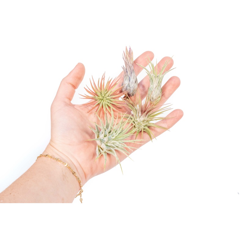 SALE – Mini Tillandsia Ionantha Air Plant Pups –  Sets of 5, 10 or 15  – 40% Off