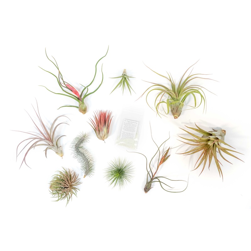 SALE – Premium Tillandsia Air Plant Grab Bag & Fertilizer Packet – Set of 10, 20 or 30 – 40% Off