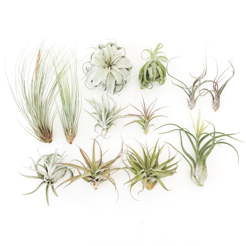 SALE – Special Jumbo Tillandsia Air Plants – Set of 12 – 40% Off