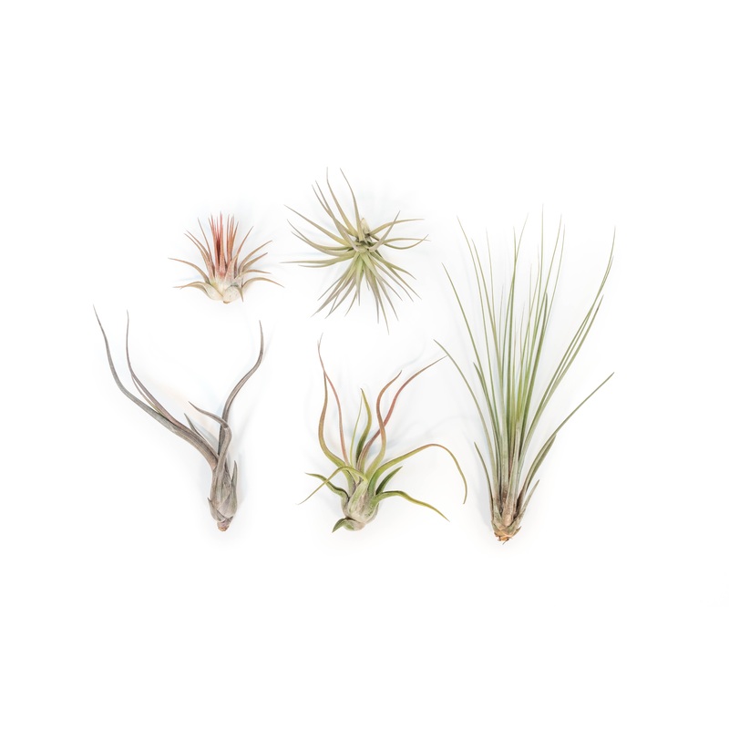 SALE – The Yucatan Collection of Tillandsia Air Plants – Set of 10 or 20 – 50% Off
